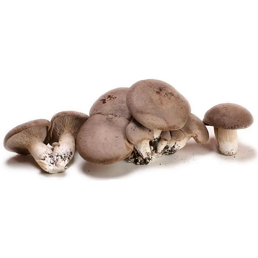 Balletta Funghi Cardoncelli, ceppo Pleurotus Eryngii, produzione professionale