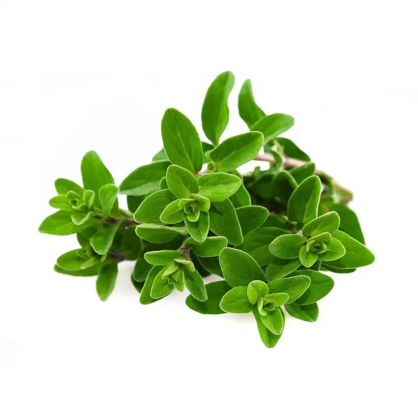 Semi di maggiorana selvatica pianta aromatica per orto e giardino