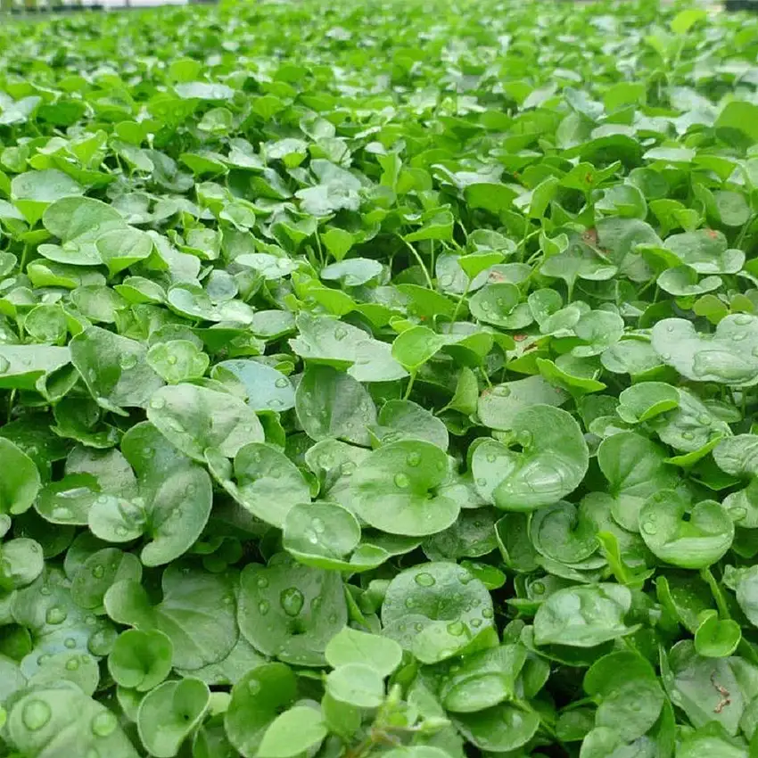 Seme "Dichondra Repens" tappeto erboso a bassa manutenzione quadrifoglio per aiuole