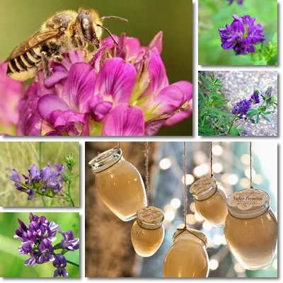 Erba Medica Kg1 sementi per apicoltura di Medicago Sativa L.