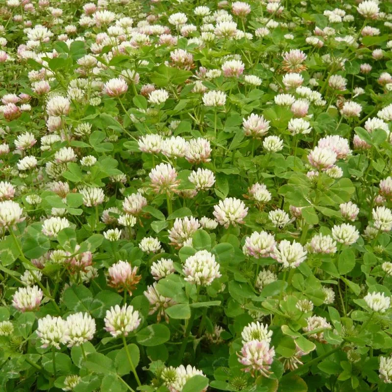 trifoglio Micheliano per apicoltura ad alto potere nettarifero 1Kg